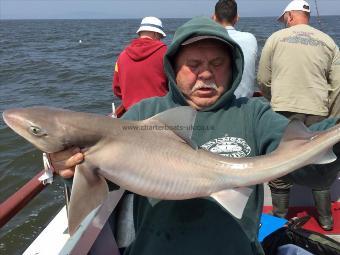 15 lb 12 oz Smooth-hound by Mark Gregory