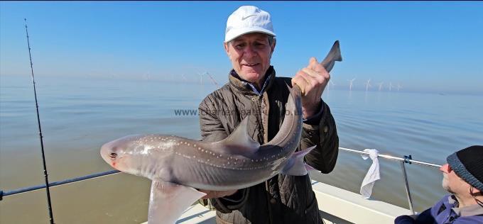7 lb Starry Smooth-hound by Steve