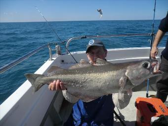 15 lb 9 oz Pollock by Basher