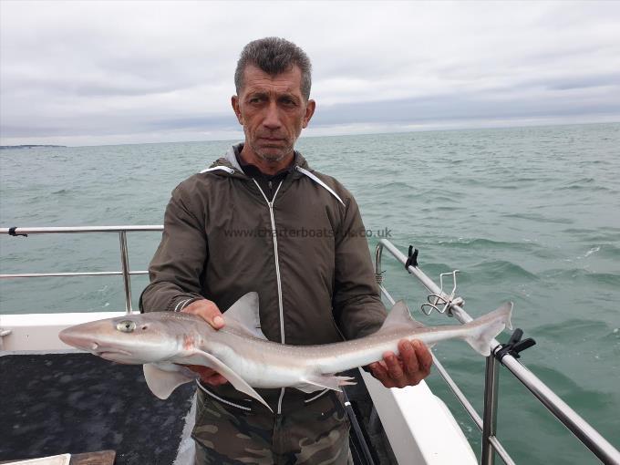 6 lb 4 oz Starry Smooth-hound by Bob Marshall