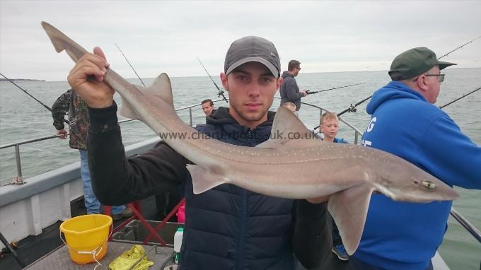 9 lb 8 oz Starry Smooth-hound by Dan from Ramsgate