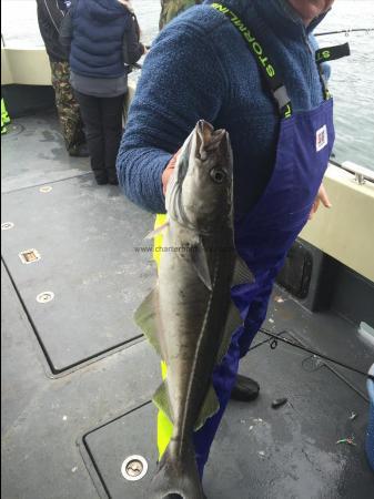 7 lb 6 oz Coalfish (Coley/Saithe) by Unknown