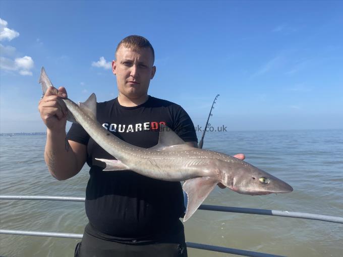 5 lb Smooth-hound (Common) by Unknown