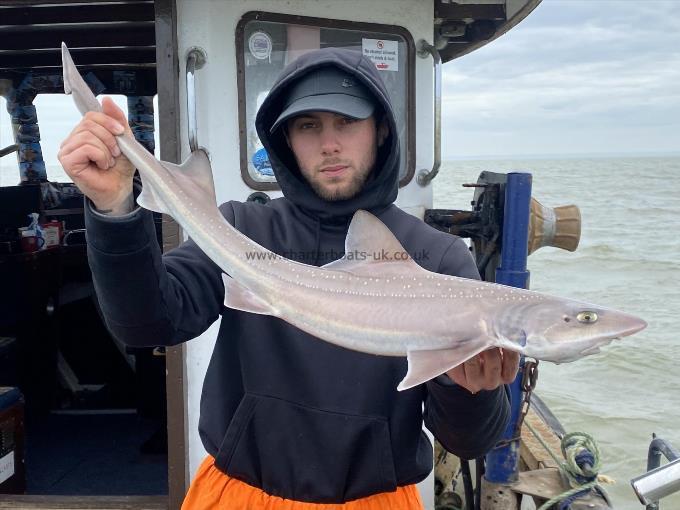7 lb Smooth-hound by Unknown