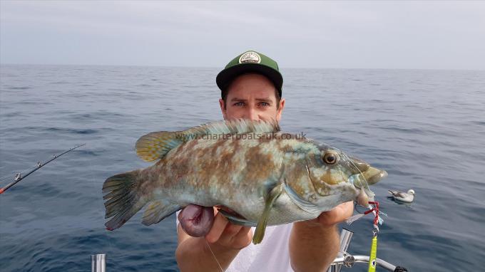 4 lb 3 oz Ballan Wrasse by Marcus