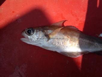 1 lb 6 oz Poor Cod by Unknown