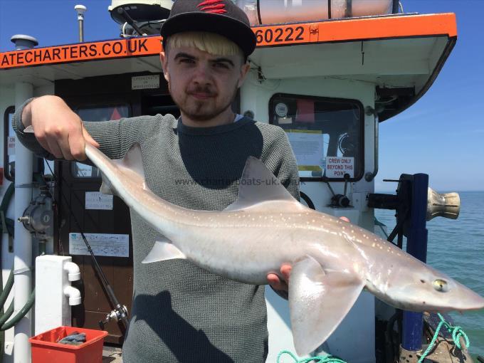 8 lb Smooth-hound (Common) by Unknown