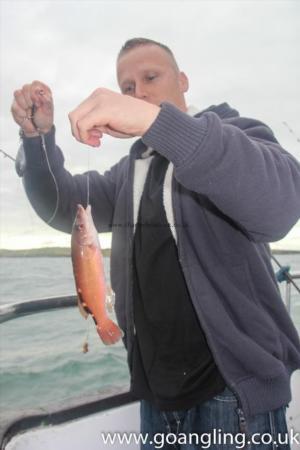 1 lb Cuckoo Wrasse by Paul Mellor