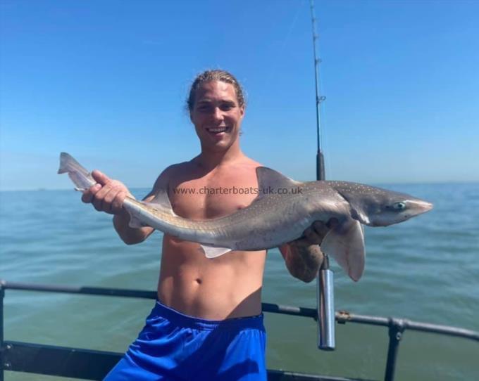 8 lb Smooth-hound by Unknown