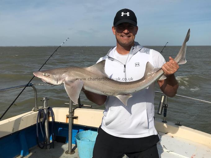 16 lb Starry Smooth-hound by Unknown