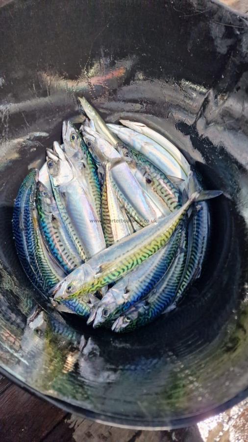 1 lb Mackerel by Victor
