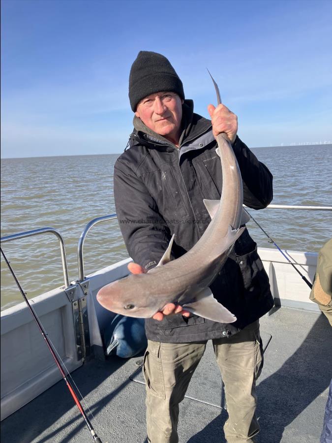 11 lb Smooth-hound by Unknown
