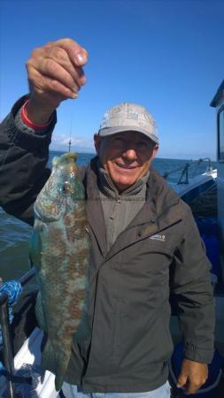 4 lb Ballan Wrasse by victor from leeds catches a lovely sized wrasse