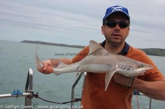 8 lb Starry Smooth-hound by Murphy