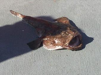 8 lb 5 oz Anglerfish by David Lumley