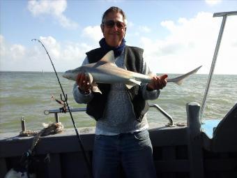 5 lb Starry Smooth-hound by Steve