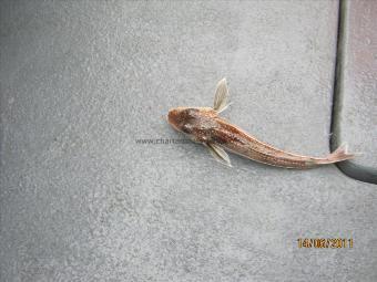 1 lb Grey Gurnard by Unknown