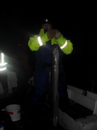 25 lb Conger Eel by Unknown