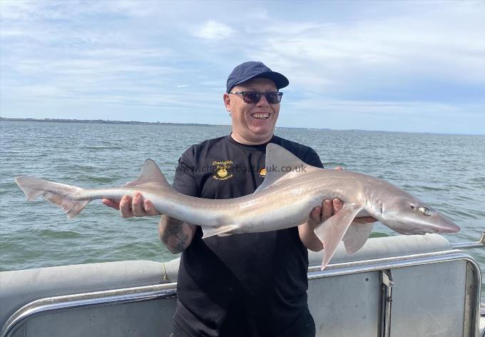 12 lb Smooth-hound (Common) by Unknown