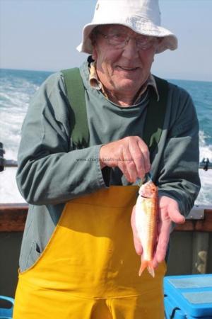 8 oz Red Mullet by jim