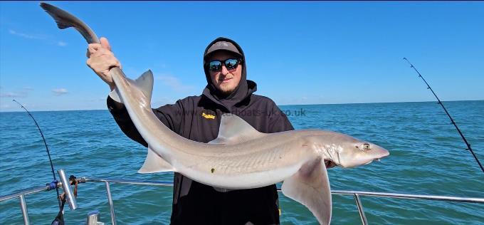 14 lb Starry Smooth-hound by John