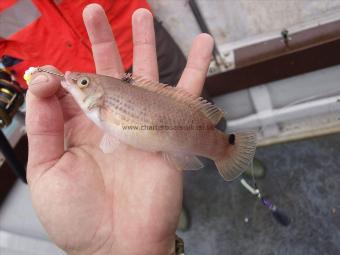 3 oz Goldsinny Wrasse by Unknown