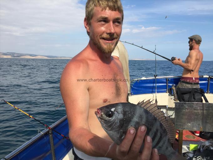 1 lb 8 oz Black Sea Bream by Sam