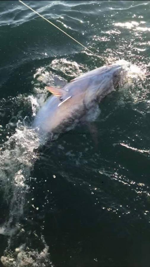 230 lb Bluefin Tuna by Unknown