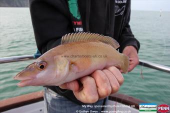 1 lb Cuckoo Wrasse by Mark