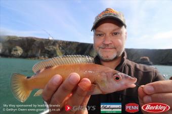 1 lb Cuckoo Wrasse by Dave