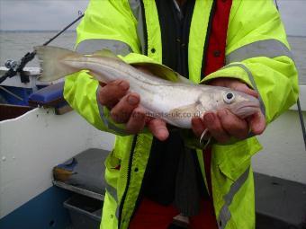 2 lb Whiting by Unknown