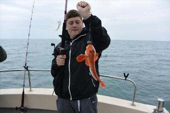 1 lb Red Gurnard by Stephen Wake