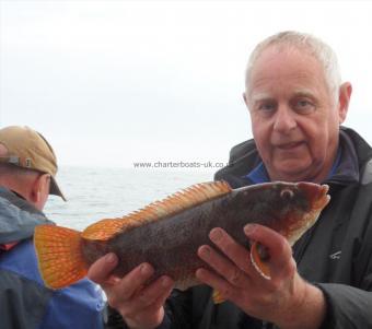 3 lb Ballan Wrasse by Greg