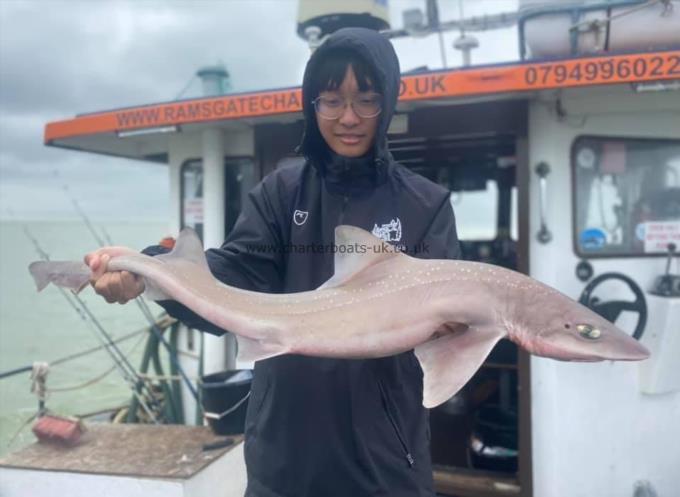 12 lb Smooth-hound (Common) by Unknown