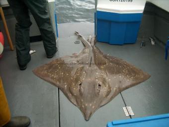 107 lb Common Skate by Johno