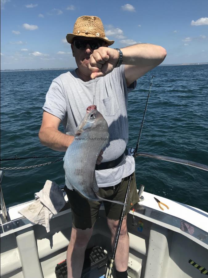 4 lb Black Sea Bream by Unknown