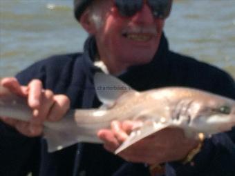 3 lb Smooth-hound by Unknown