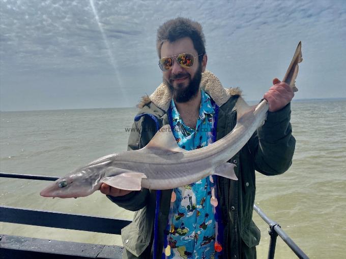 7 lb Smooth-hound by Unknown