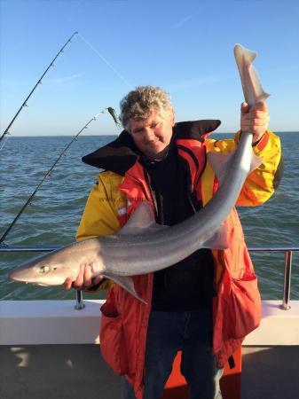 17 lb Starry Smooth-hound by Unknown
