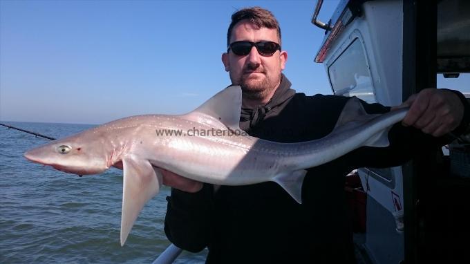 6 lb 5 oz Starry Smooth-hound by Ron from surrey