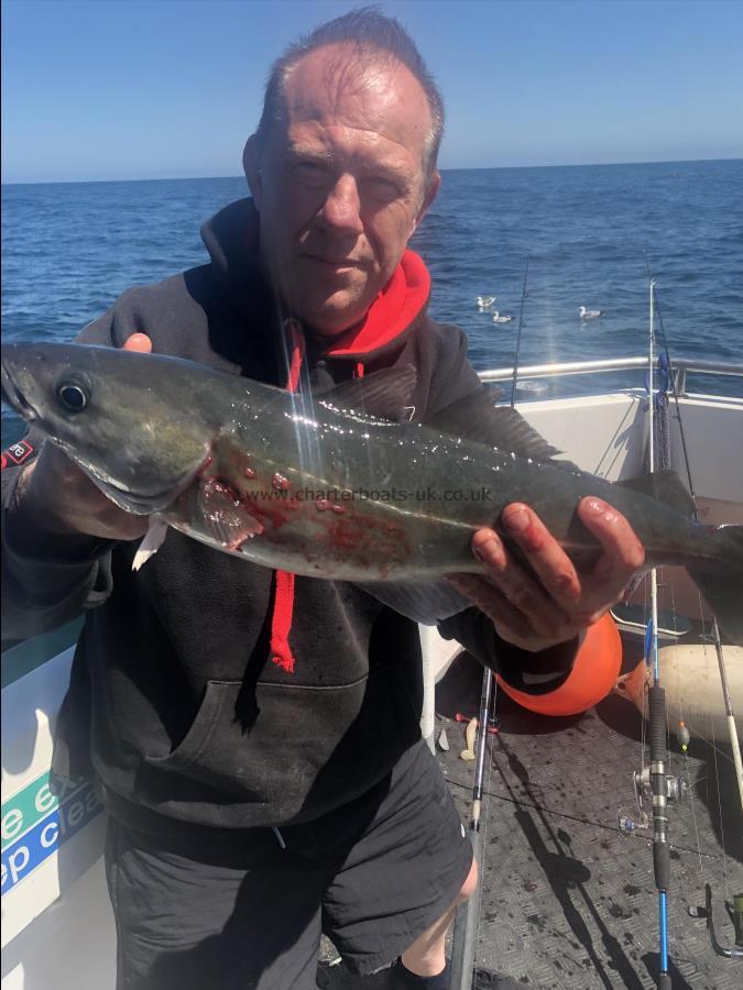 6 lb Coalfish (Coley/Saithe) by Unknown