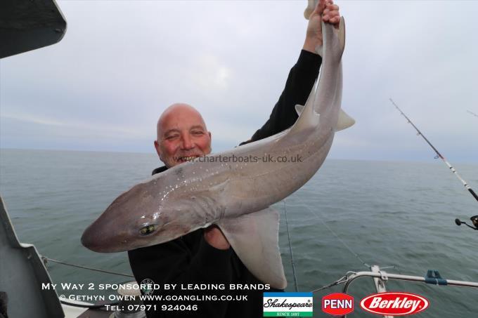 14 lb Starry Smooth-hound by Geoff