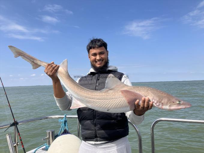 17 lb Smooth-hound by Unknown