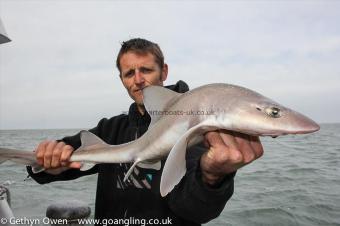 8 lb Starry Smooth-hound by Dave