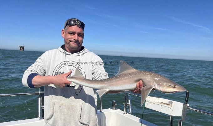 8 lb Starry Smooth-hound by Brett