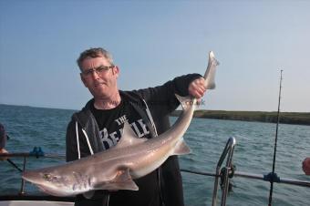 15 lb Starry Smooth-hound by Tomo