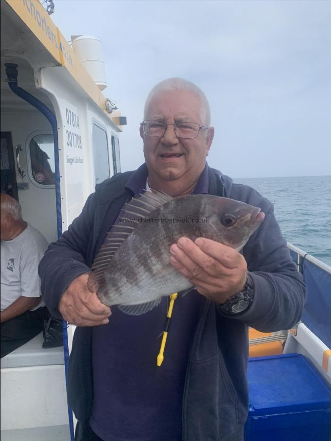 2 lb 8 oz Black Sea Bream by Unknown