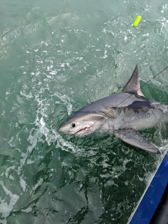 275 lb Porbeagle by John krupa