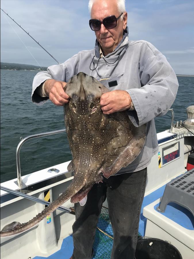 14 lb Undulate Ray by Steve