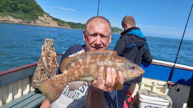 3 lb 4 oz Ballan Wrasse by Unknown